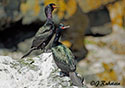 Phalacrocorax pelagicus